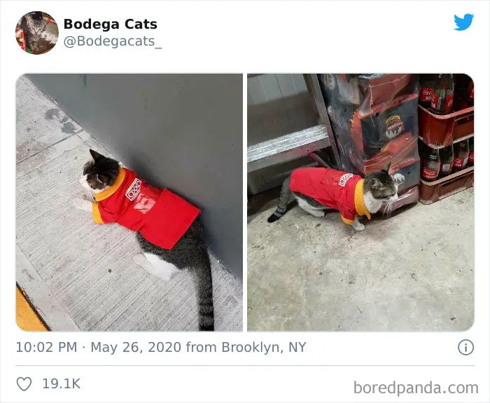 This Twitter Account Collects Photos Of Cats In Small Shops Looking Like They Own The Place (30 New Pics)