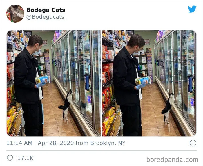 This Twitter Account Collects Photos Of Cats In Small Shops Looking Like They Own The Place (30 New Pics)