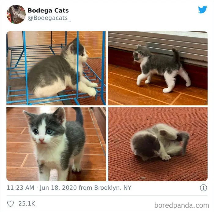 This Twitter Account Collects Photos Of Cats In Small Shops Looking Like They Own The Place (30 New Pics)