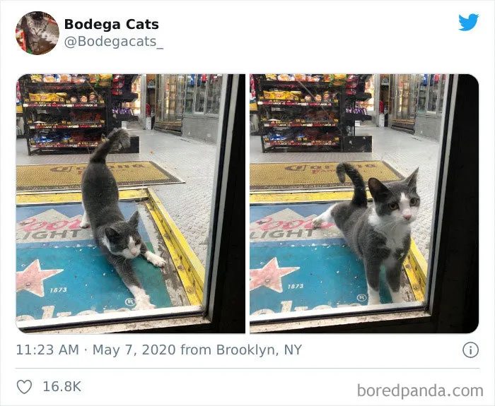 This Twitter Account Collects Photos Of Cats In Small Shops Looking Like They Own The Place (30 New Pics)