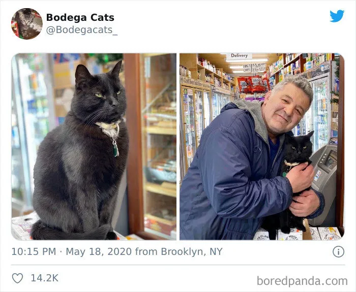 This Twitter Account Collects Photos Of Cats In Small Shops Looking Like They Own The Place (30 New Pics)