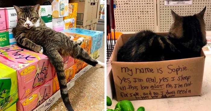 This Twitter Account Collects Photos Of Cats In Small Shops Looking Like They Own The Place (30 New Pics)