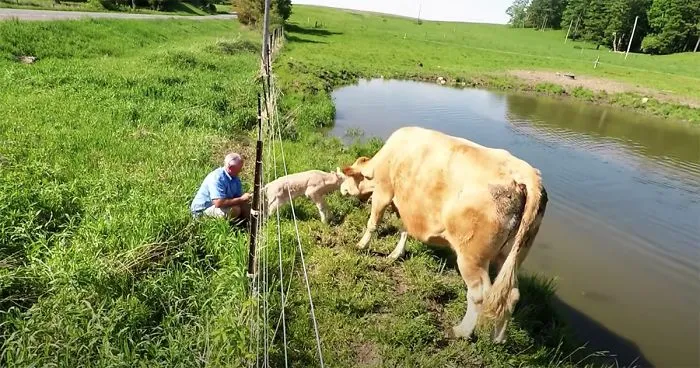 Heartwarming Video Captures Mother Cow Clearly Asking A Man To Rescue Her Newborn Calf