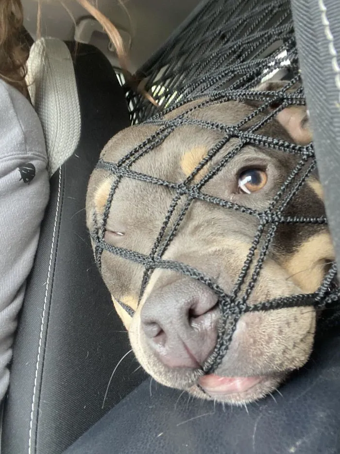 40 Perros que disfrutan haciendo el tonto al viajar en coche y sus dueños tuvieron que sacarles una foto