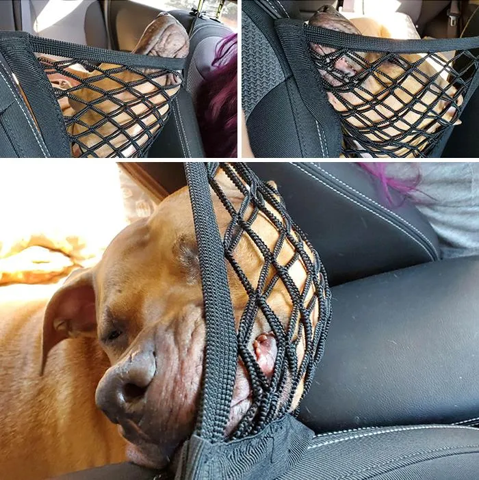 40 Perros que disfrutan haciendo el tonto al viajar en coche y sus dueños tuvieron que sacarles una foto