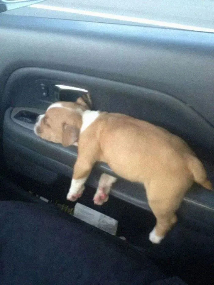 40 Times Doggos Acted So Ridiculously When Riding In Cars That Their Owners Just Had To Take A Pic
