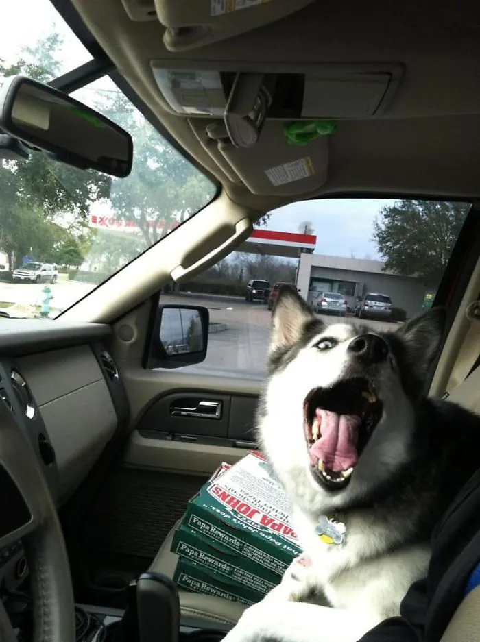 40 Perros que disfrutan haciendo el tonto al viajar en coche y sus dueños tuvieron que sacarles una foto