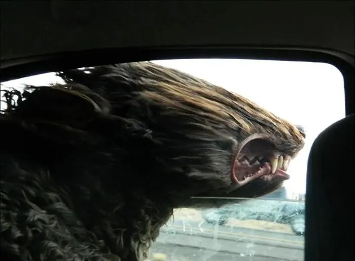 40 Times Doggos Acted So Ridiculously When Riding In Cars That Their Owners Just Had To Take A Pic