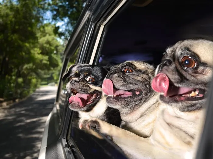 40 Perros que disfrutan haciendo el tonto al viajar en coche y sus dueños tuvieron que sacarles una foto