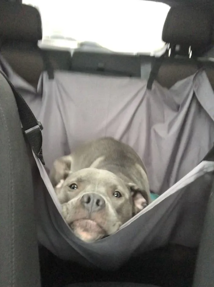 40 Times Doggos Acted So Ridiculously When Riding In Cars That Their Owners Just Had To Take A Pic