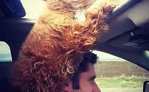 40 Times Doggos Acted So Ridiculously When Riding In Cars That Their Owners Just Had To Take A Pic