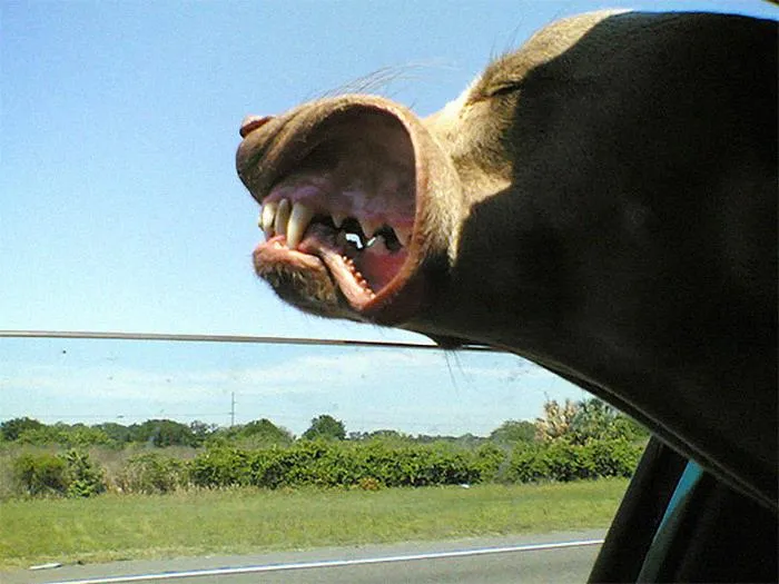 Funny-Dogs-Riding-Cars-Pics