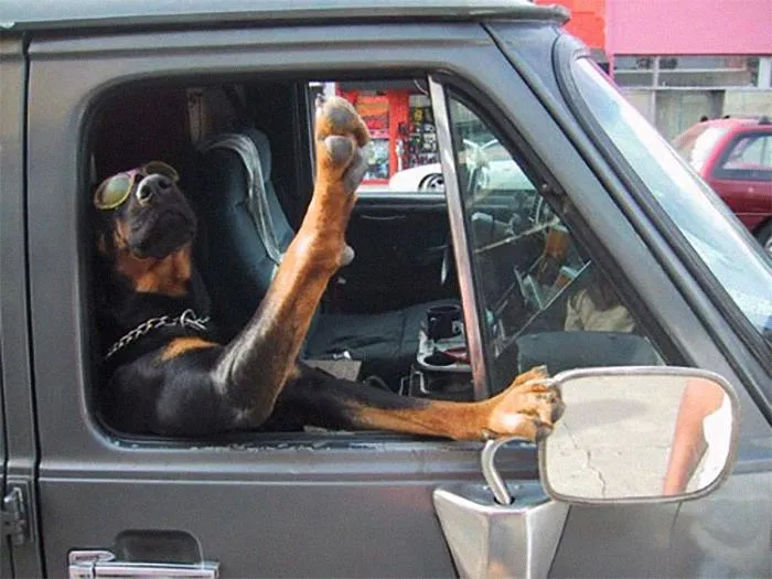 40 Times Doggos Acted So Ridiculously When Riding In Cars That Their Owners Just Had To Take A Pic