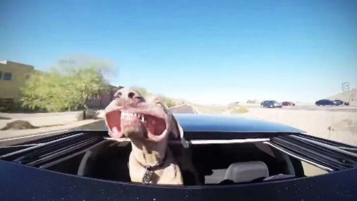 40 Perros que disfrutan haciendo el tonto al viajar en coche y sus dueños tuvieron que sacarles una foto
