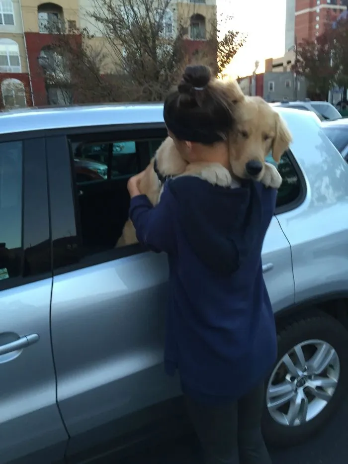 40 Perros que disfrutan haciendo el tonto al viajar en coche y sus dueños tuvieron que sacarles una foto