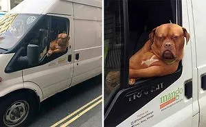 40 Times Doggos Acted So Ridiculously When Riding In Cars That Their Owners Just Had To Take A Pic