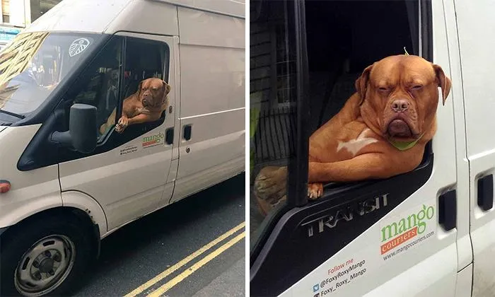 40 Times Doggos Acted So Ridiculously When Riding In Cars That Their Owners Just Had To Take A Pic