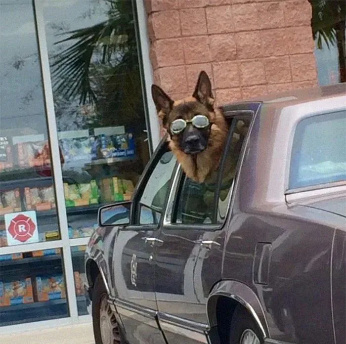 40 Perros que disfrutan haciendo el tonto al viajar en coche y sus dueños tuvieron que sacarles una foto