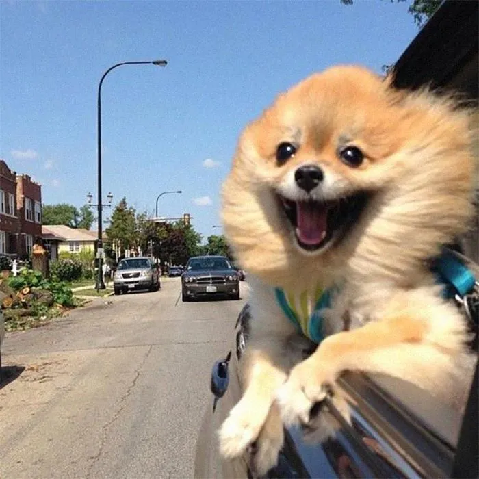 40 Times Doggos Acted So Ridiculously When Riding In Cars That Their Owners Just Had To Take A Pic
