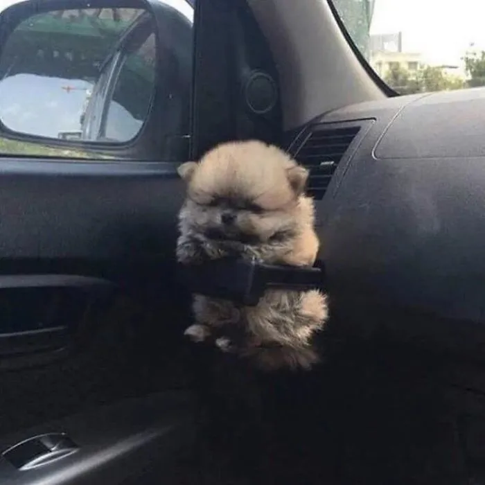 40 Times Doggos Acted So Ridiculously When Riding In Cars That Their Owners Just Had To Take A Pic