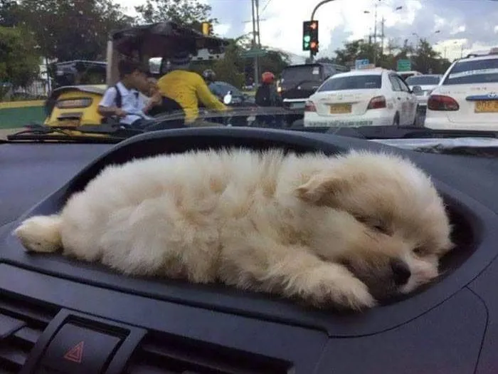 40 Times Doggos Acted So Ridiculously When Riding In Cars That Their Owners Just Had To Take A Pic