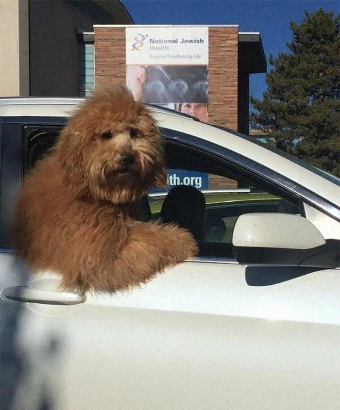 40 Times Doggos Acted So Ridiculously When Riding In Cars That Their Owners Just Had To Take A Pic