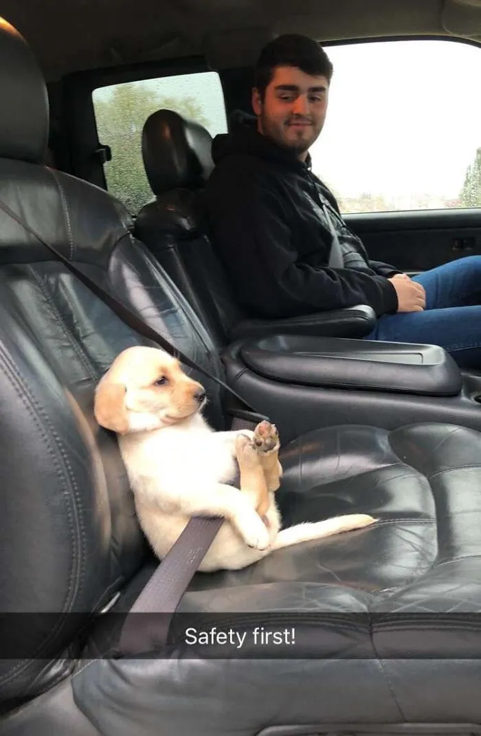 40 Times Doggos Acted So Ridiculously When Riding In Cars That Their Owners Just Had To Take A Pic
