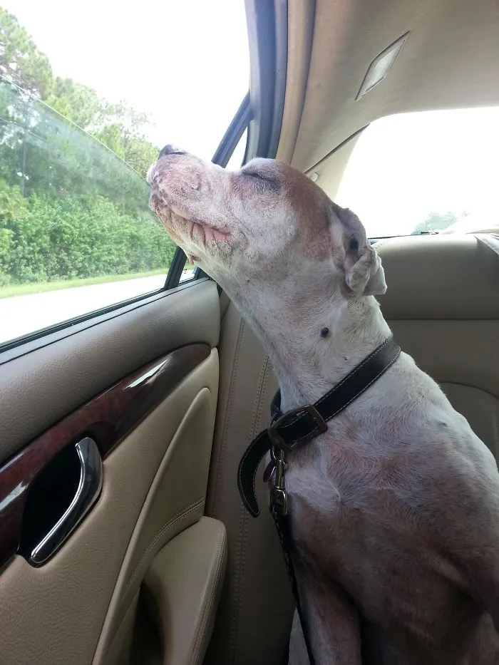 40 Perros que disfrutan haciendo el tonto al viajar en coche y sus dueños tuvieron que sacarles una foto