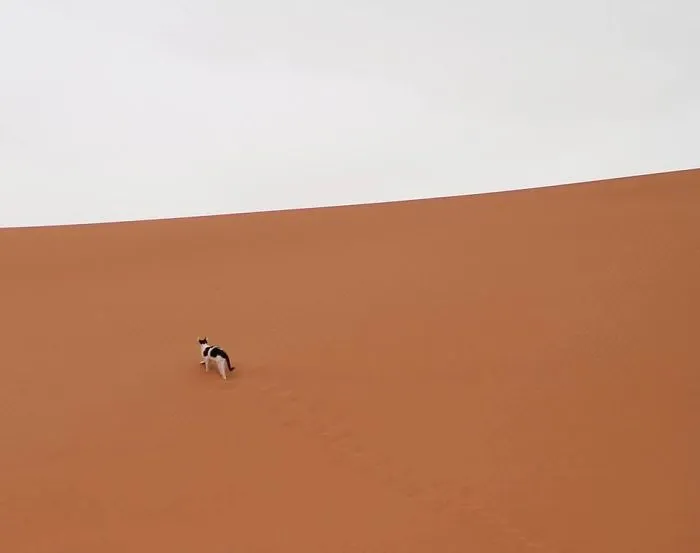 The Last Thing I Expected To Spot In The Sahara Desert Was A Tuxedo Kitty. The Berber People In Our Tent Told Me He Visits Sometimes To Chase Away The Scorpions