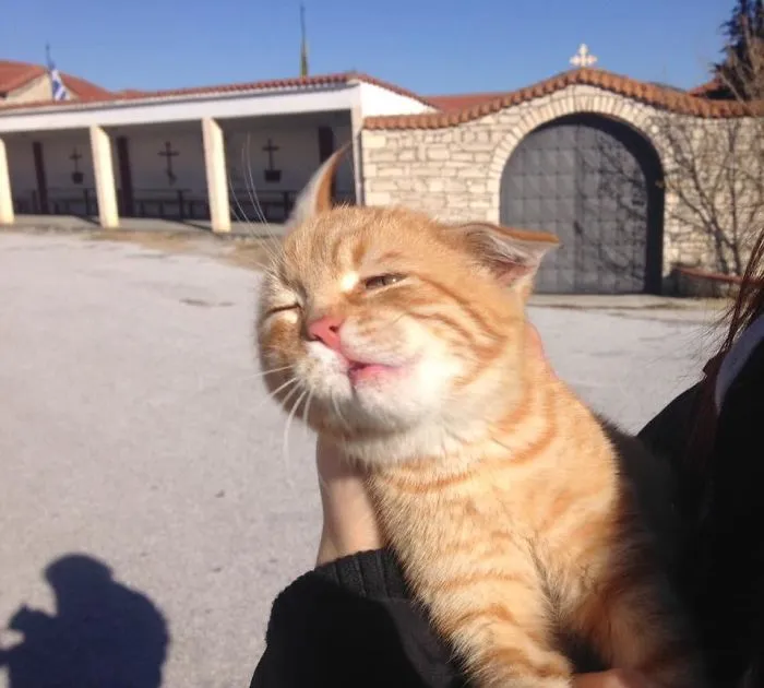 Took This Photo Of The Most Cuddly Lil Ginger In The Middle Of A Head Shake While It Wouldn't Stop Purring, Such A Majestic, Graceful Beauty