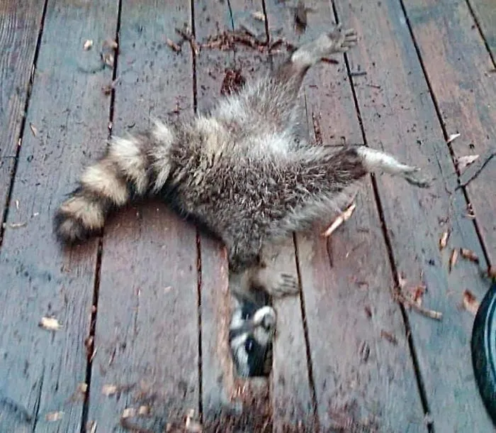 Does This Deck Make My Ass Look Fat?