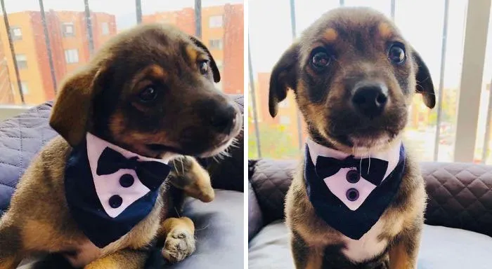Vicente, todo guapo para conocer a sus nuevos dueños, que no vinieron a por él. Por suerte, pronto encontró dueños nuevos