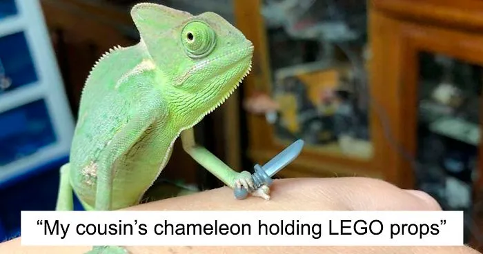 This Chameleon Is The Perfect Size For LEGO Props, And Here Are 9 Of The Best Pics