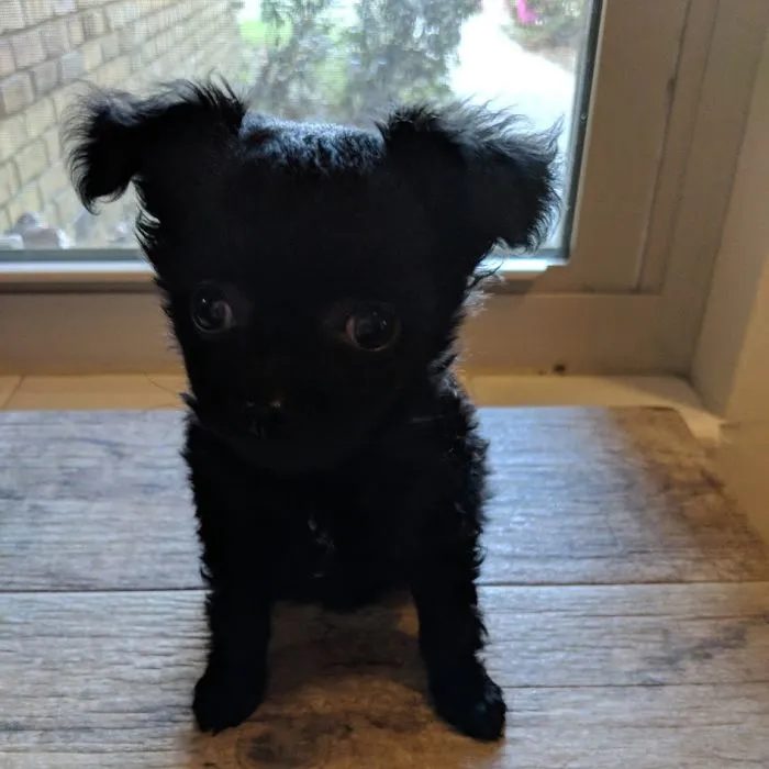 Dina (She Is 2 Now)