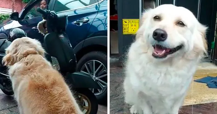 Dog Doesn't Want Owner To Go To Work, Gives Him The Saddest Of The 'Sad Eyes'