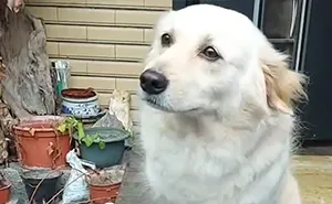 Dog Doesn't Want Owner To Go To Work, Gives Him The Saddest Of The 'Sad Eyes'