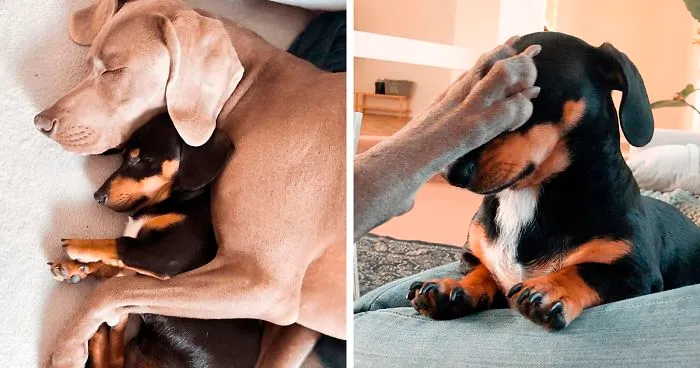 This 2-Year-Old Dog Overcame Crippling Anxiety After His Owner Got Him An Emotional Support Dog
