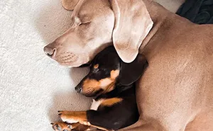 This 2-Year-Old Dog Overcame Crippling Anxiety After His Owner Got Him An Emotional Support Dog