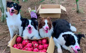 Dogs Observe Fruit Being Harvested, But The Fruit's Calling Is Too Strong (9 Pics)