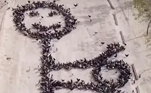 This Person Forces Birds To Gather In Specific Locations To Create An Image By Simply Feeding Them