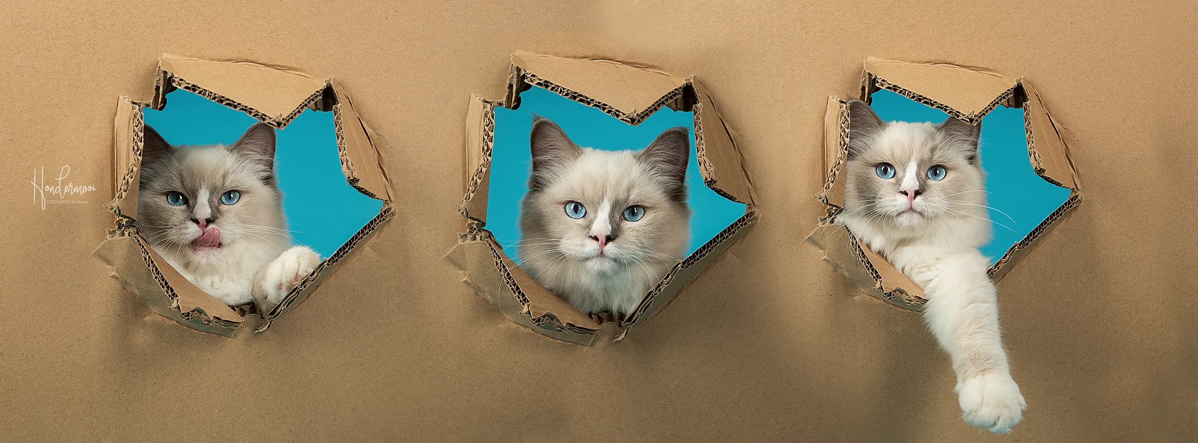 I Went Shopping In IKEA And Used The Cardboard For A Dog Photoshoot.....
