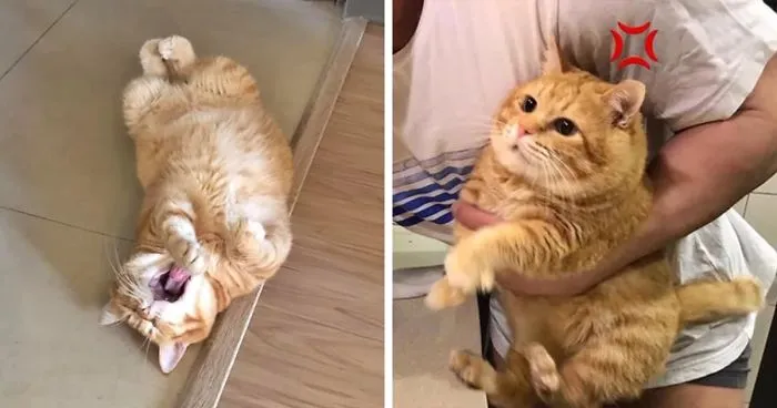 This Adorable Ginger Cat Sleeps All Day But Is Constantly Tired, And People Think It’s Absolutely Relatable (17 Pics)