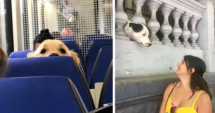 'Dogspotting' Is A Group Where People Share Only The Best, Unexpected Encounters With Dogs (50 Pics)