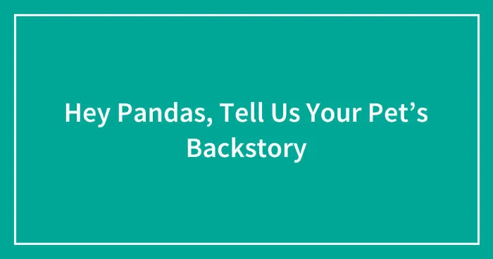Hey Pandas, Tell Us Your Pet’s Backstory (Ended)