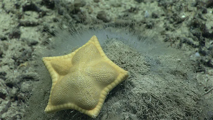 Ravioli prohibido que es una estrella de mar