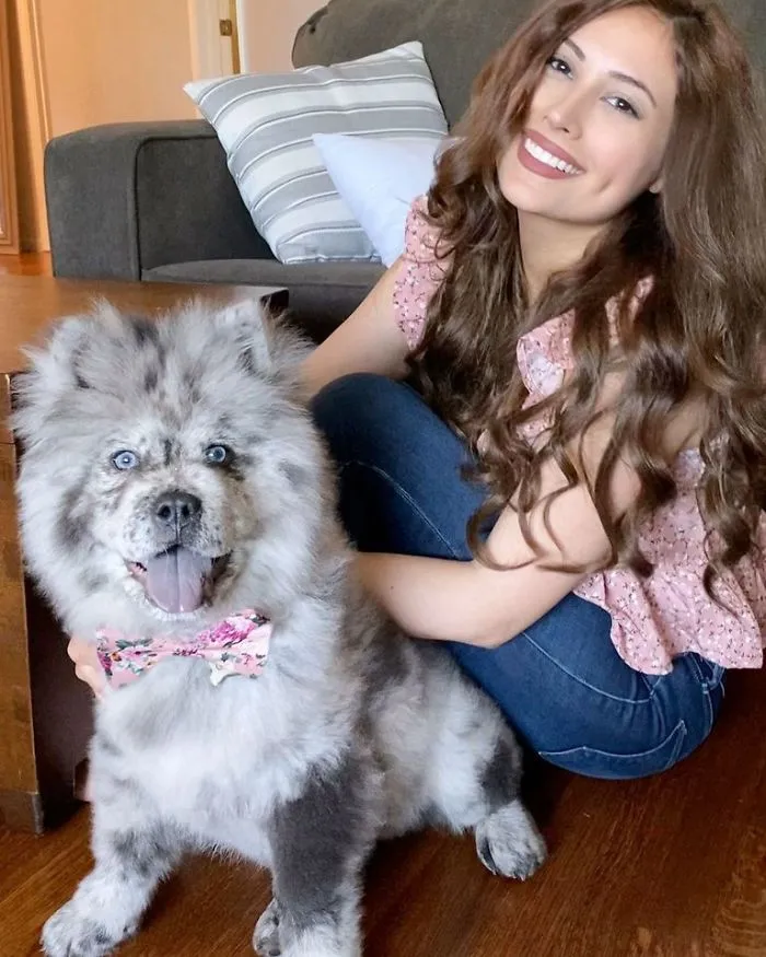 Puppy Who Went Viral For Looking Like An 'Oreo Cloud' Is Becoming The 85-Pound Lion He Was Destined To Be (27 Pics)