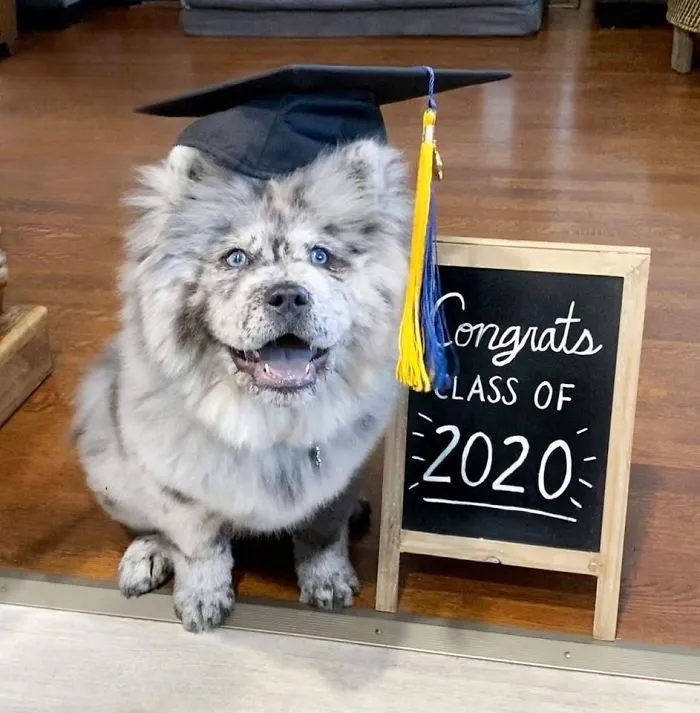 Puppy Who Went Viral For Looking Like An 'Oreo Cloud' Is Becoming The 85-Pound Lion He Was Destined To Be (27 Pics)