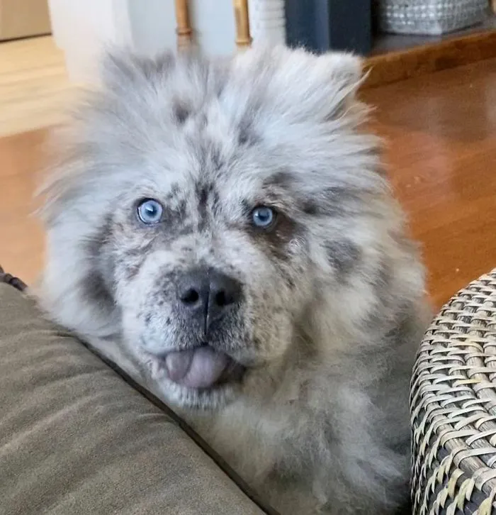 Puppy Who Went Viral For Looking Like An 'Oreo Cloud' Is Becoming The 85-Pound Lion He Was Destined To Be (27 Pics)