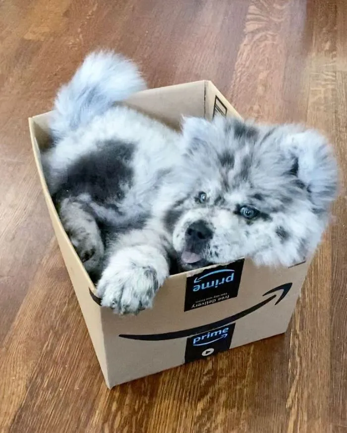 Puppy Who Went Viral For Looking Like An 'Oreo Cloud' Is Becoming The 85-Pound Lion He Was Destined To Be (27 Pics)