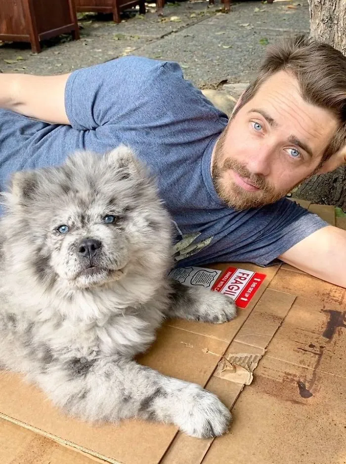 Puppy Who Went Viral For Looking Like An 'Oreo Cloud' Is Becoming The 85-Pound Lion He Was Destined To Be (27 Pics)